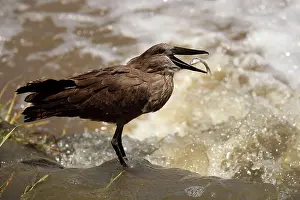Umbretta: Hammerkop / Hammerkopf / Hammerhead / Hammerhead