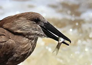 Umbretta: Hammerkop / Hammerkopf / Hammerhead / Hammerhead