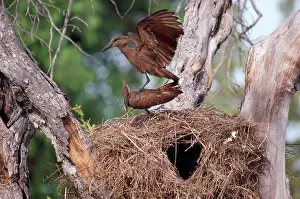 Umbretta: Hammerkop - at nest displaying