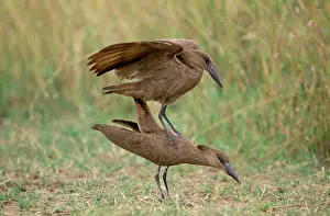 Umbretta: Hammerkop - pair mating