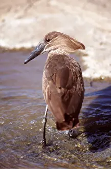 Hammerkops: Hammerkop - wading