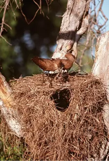 Clem Haagner: HAMMERKOPS - building a nest