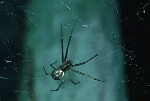 Sheet: Hammock Spider