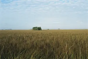 Hammock: Hammocks in Prairie, Everglades