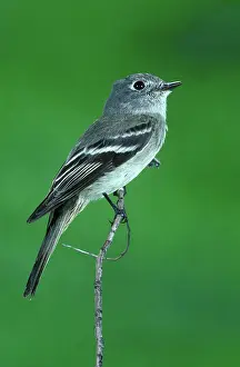 Tyrant: Hammond's Flycatcher