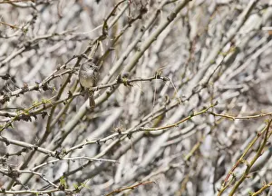 Empidonax: Hammond's flycatcher