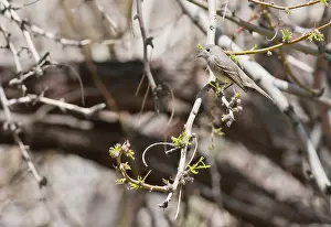 Empidonax: Hammond's flycatcher