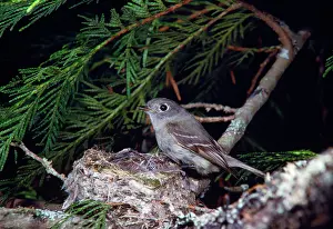 Empidonax: Hammond's Flycatcher - on nest