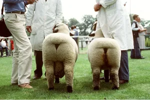 Owner: HAMPSHIRE DOWN SHEEP - At show