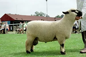 Farmers: Hampshire Down SHEEP - standing with owner, side profile