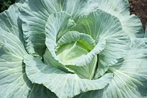 Vein: Hampton Court 2009. Winchester Growers, The Growing