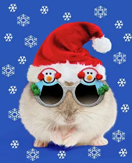 Weird: Hamster