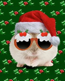Weird: Hamster