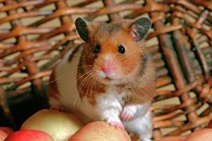 Mesocricetus: Hamster in basket with apples, closeup