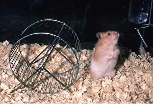 Hamsters: HAMSTER IN CAGE - in cage, with wheel