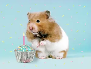 Candle: Hamster - with cake and candle