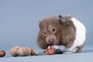 Hamsters: HAMSTER - with full cheek pouches