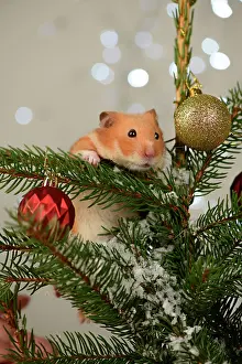 Hamsters: Hamster, in a decorated Christmas tree