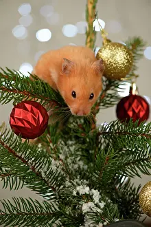 Hamsters: Hamster, in a decorated Christmas tree
