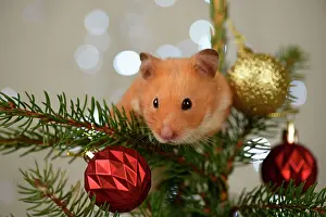 Hamsters: Hamster, in a decorated Christmas tree