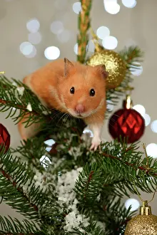 Hamsters: Hamster, in a decorated Christmas tree