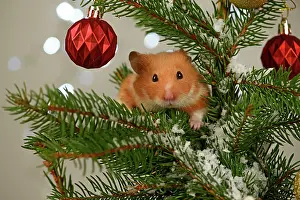 Hamsters: Hamster, in a decorated Christmas tree
