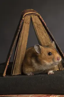 Books: Hamster dore Hamster dor Hamster dore