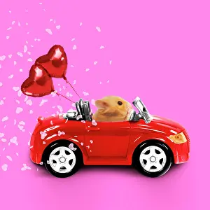 Convertible: Hamster driving miniature red sports convertible