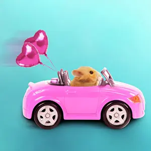 Convertible: Hamster driving miniature sports convertible car