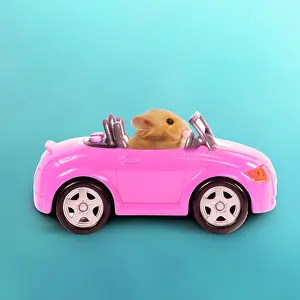 Convertible: Hamster driving miniature sports convertible car