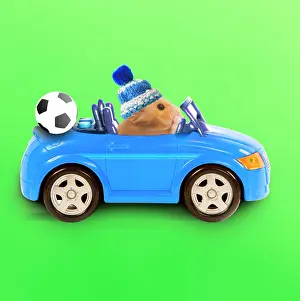 Football: Hamster driving miniature sports convertible car