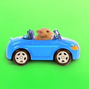Convertible: Hamster driving miniature sports convertible car