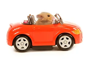Convertible: Hamster driving miniature sports convertible car