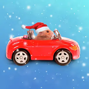111020: Hamster driving miniature sports convertible car