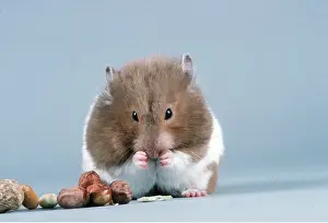 Hamsters: HAMSTER - eating nuts
