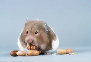 Hamsters: HAMSTER - Emptying cheek pouches of nuts