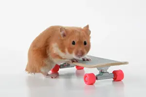 Scateboard: HAMSTER. Hamster on / with a scateboard, studio