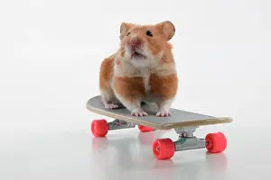Scateboard: HAMSTER. Hamster on / with a scateboard, studio