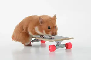 Scateboard: HAMSTER. Hamster on / with a scateboard, studio