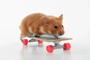 Scateboard: HAMSTER. Hamster on / with a scateboard, studio