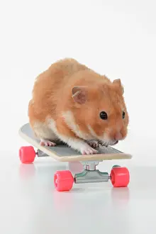 Scateboard: HAMSTER. Hamster on / with a scateboard, studio