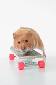 Scateboard: HAMSTER. Hamster on / with a scateboard, studio