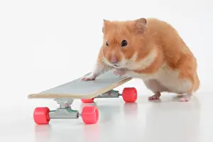 Scateboard: HAMSTER. Hamster on / with a scateboard, studio