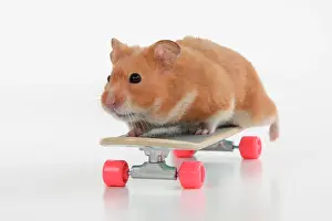 Scateboard: HAMSTER. Hamster on / with a scateboard, studio