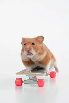 Scateboard: HAMSTER. Hamster on / with a scateboard, studio