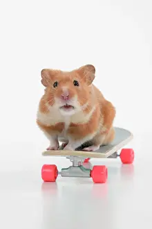 Scateboard: HAMSTER. Hamster on / with a scateboard, studio
