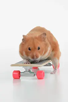 Scateboard: HAMSTER. Hamster on / with a scateboard, studio