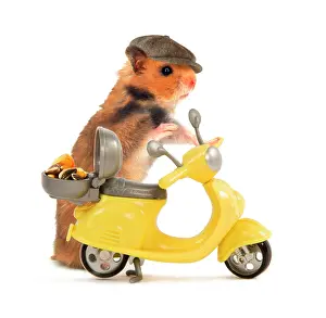 Scooters: Hamster in hat and about to ride miniature moped bike