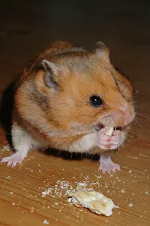 Biscuit: HAMSTER - nibbling on biscuit
