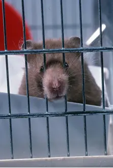 Hamsters: HAMSTER - nose through bars